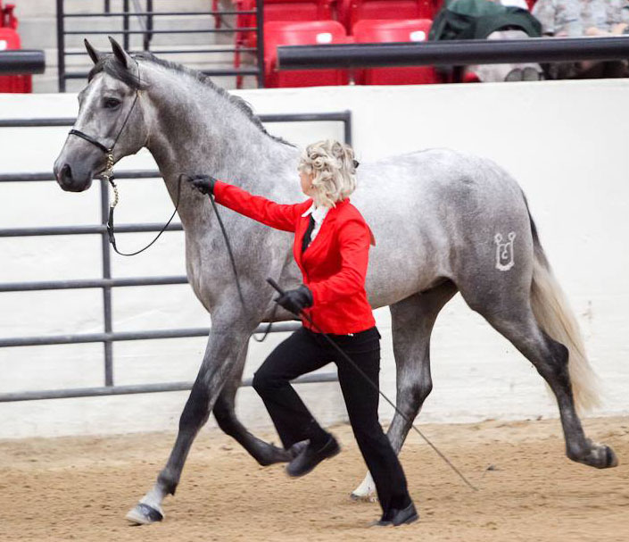 Norteno Rey MA - Andalusian Stallion